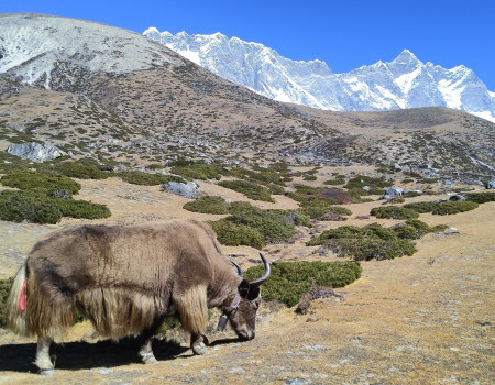 The Himalayas